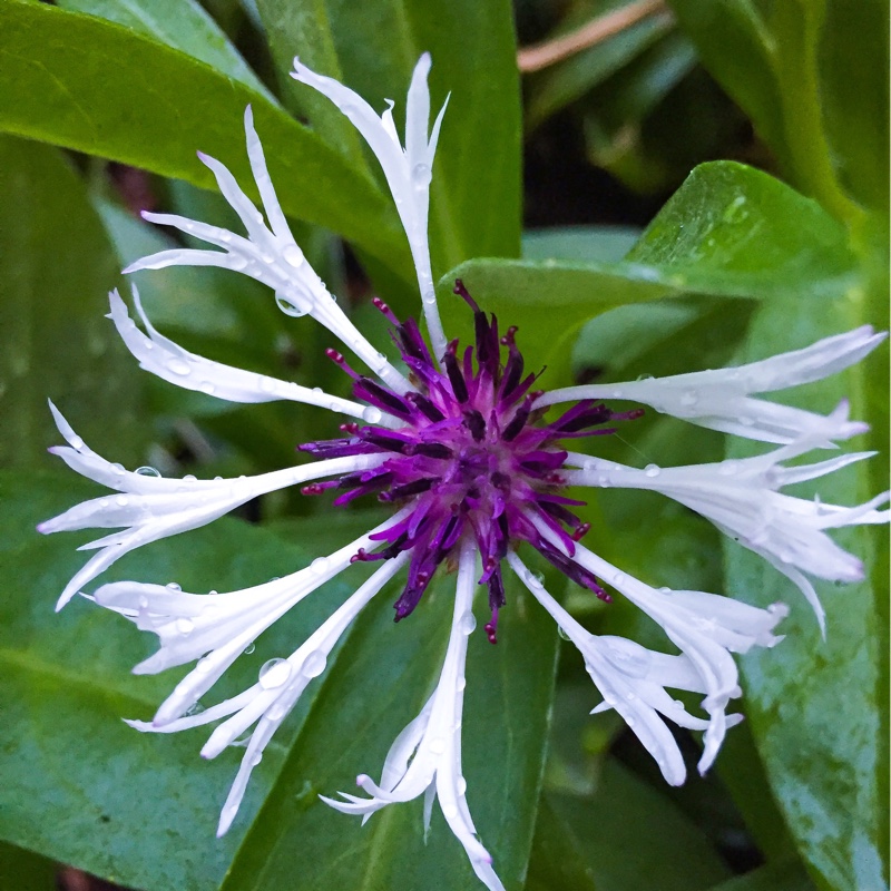 plant image 183160 plant image 183160