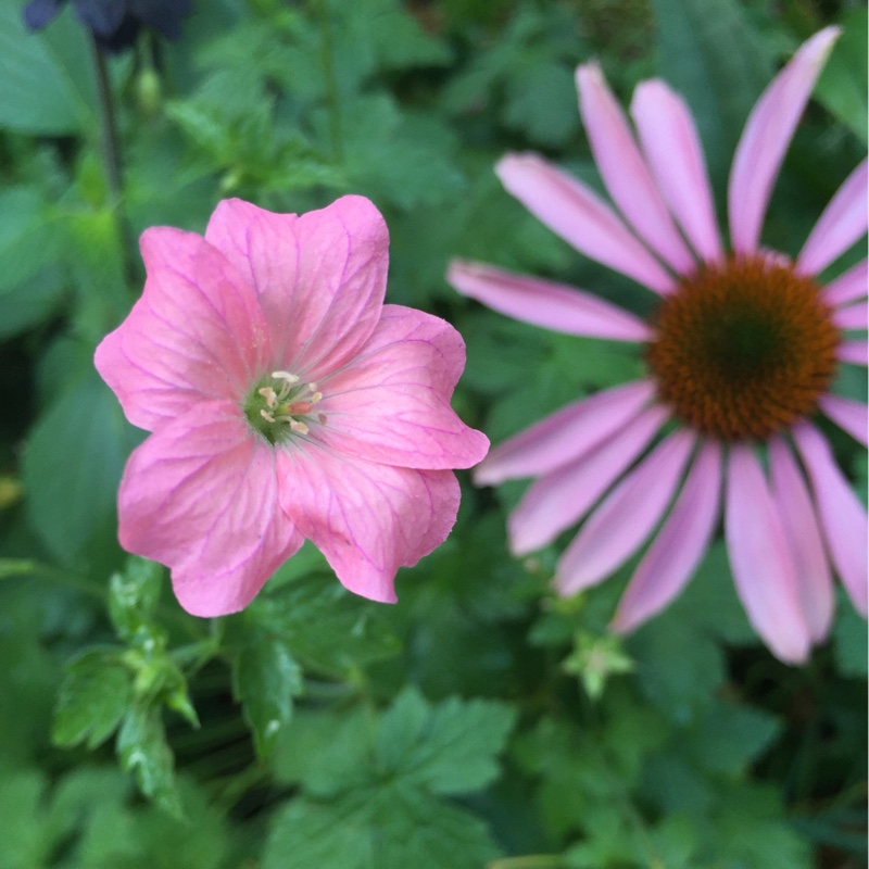 plant image 184536 plant image 184536