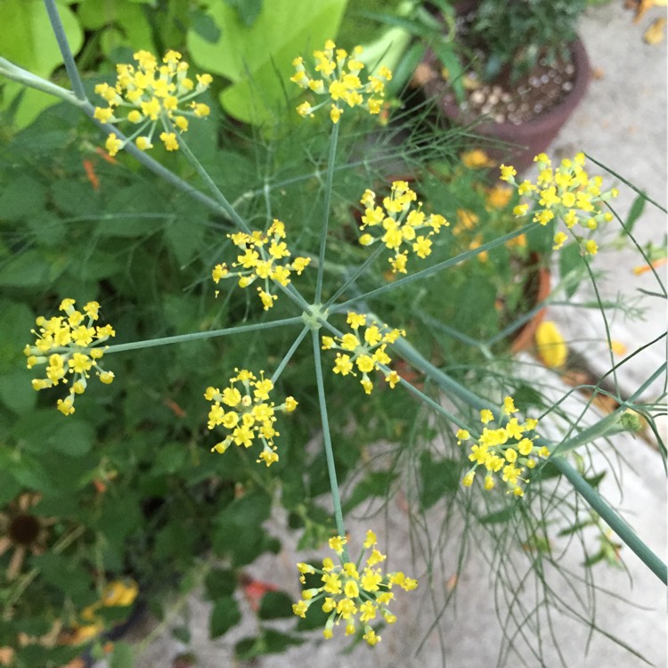 plant image 191714