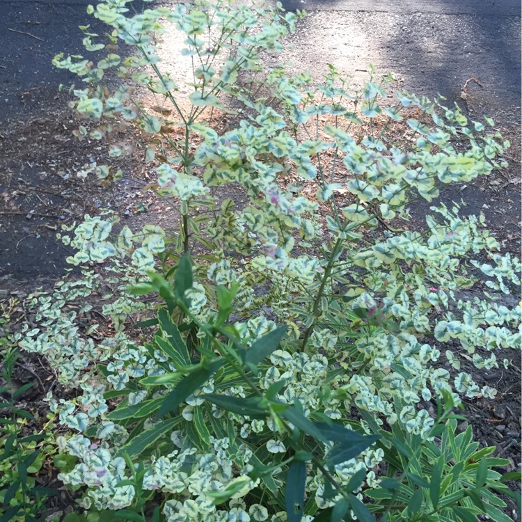 plant image 191728