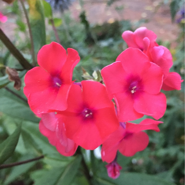 plant image 192651