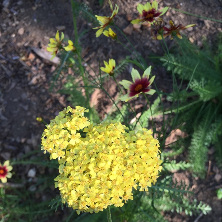 Plant image Achillea 'Terracotta'
