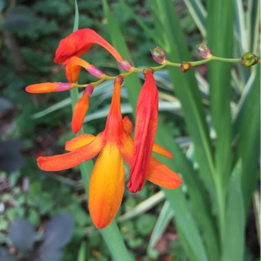 Crocosmia