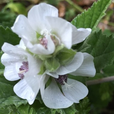 Althaea officinalis 'Romney Marsh'