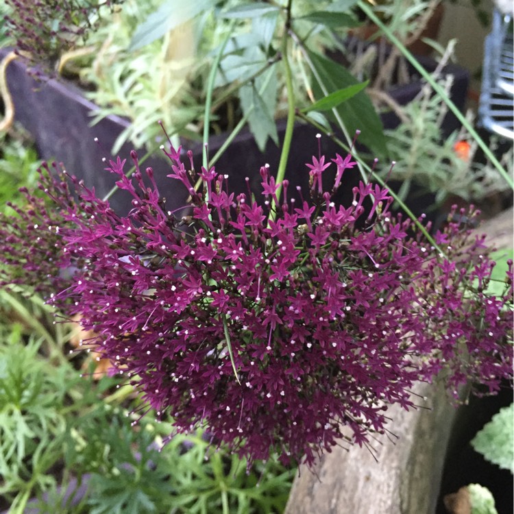 Plant image Trachelium Caeruleum