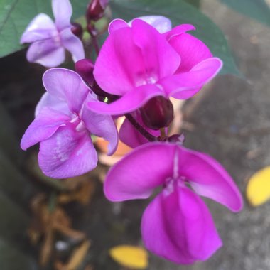 Lablab purpureus syn. Dolichos lablab