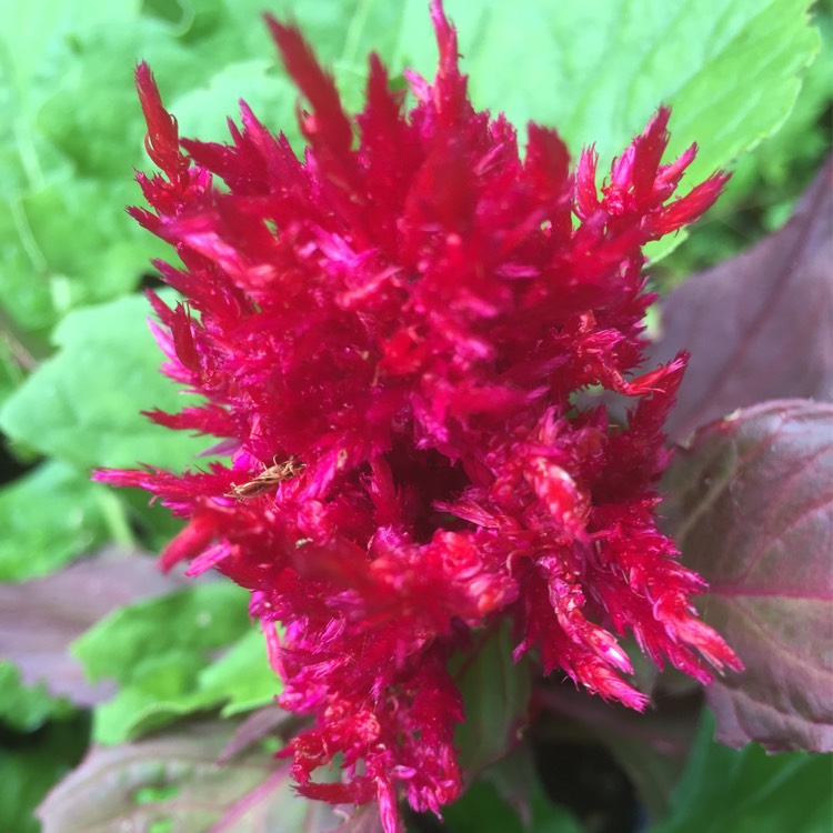 plant image 198350