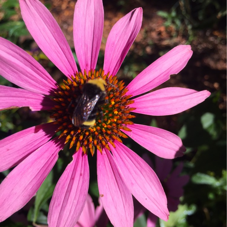 plant image 207375