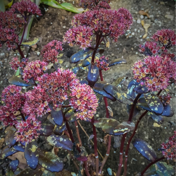 plant image 214952 plant image 214952
