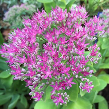Sedum Spectabile 'Brilliant'
