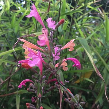 Agastache 'Electric Punch'