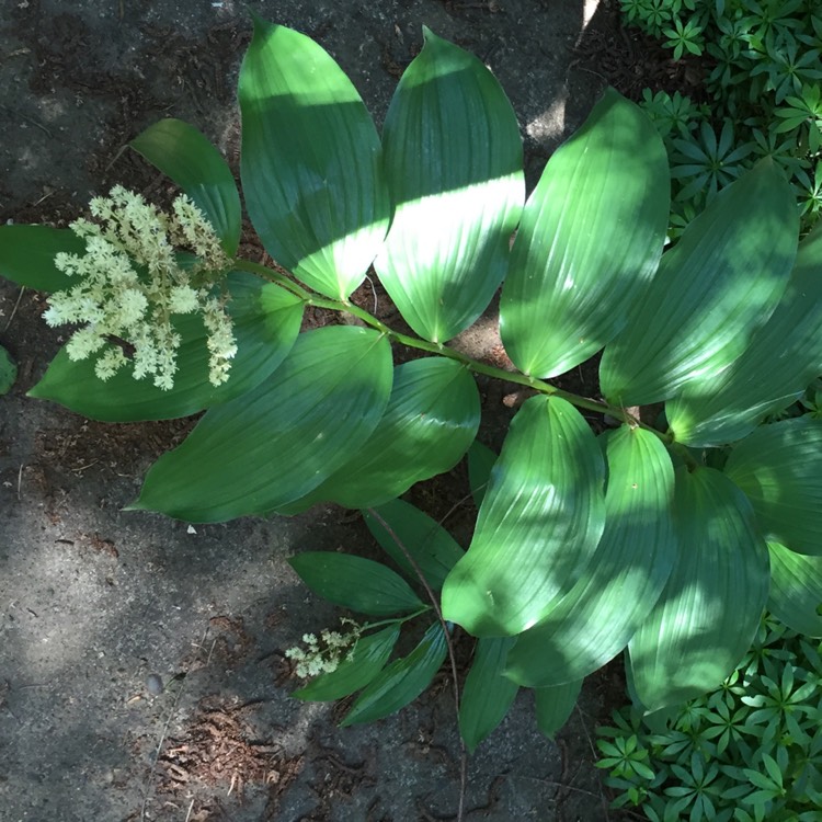 Plant image Maianthemum racemosum