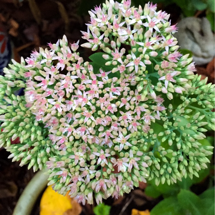 plant image 225413 plant image 225413