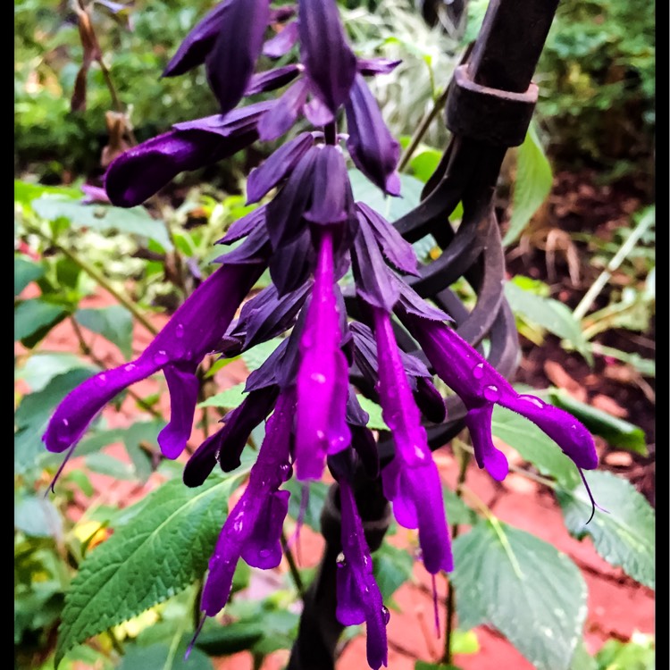 plant image 225510
