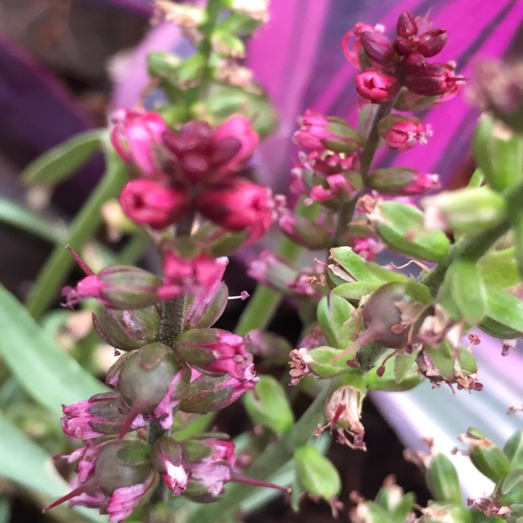 Plant image Lysimachia atropurpurea 'Beaujolais'