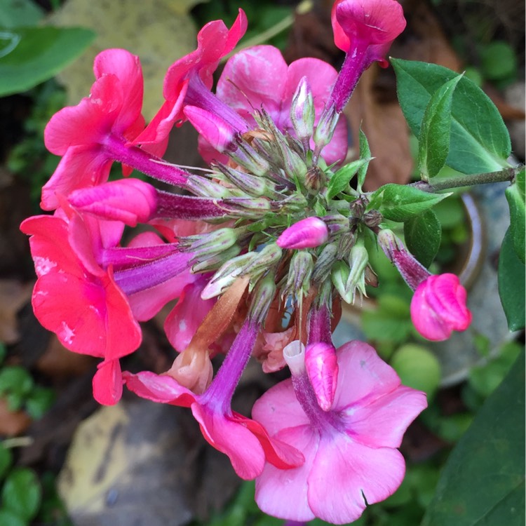 plant image 226193