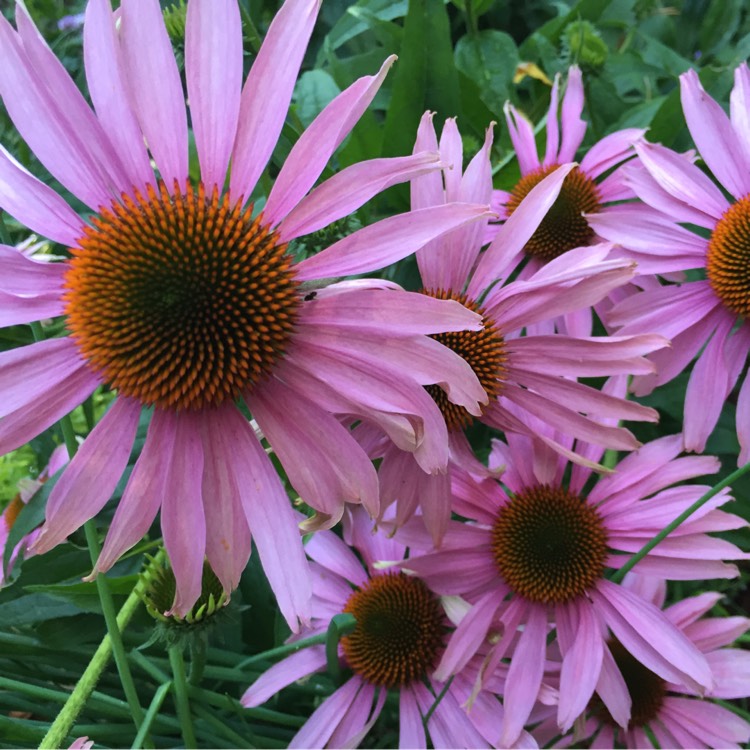 plant image 226211