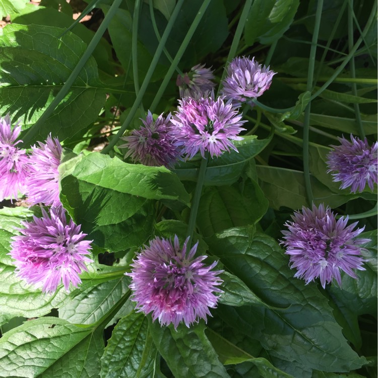 plant image 226222