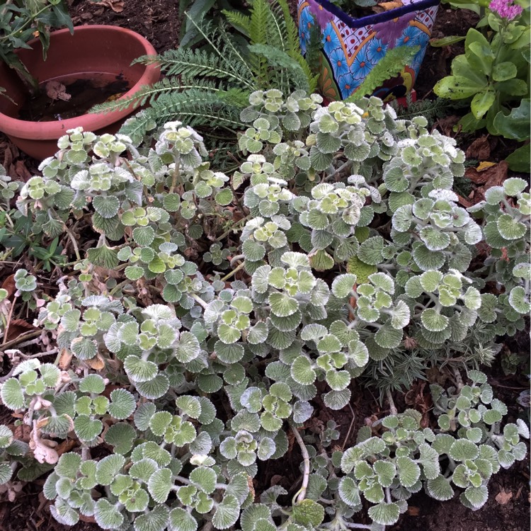 plant image 227965