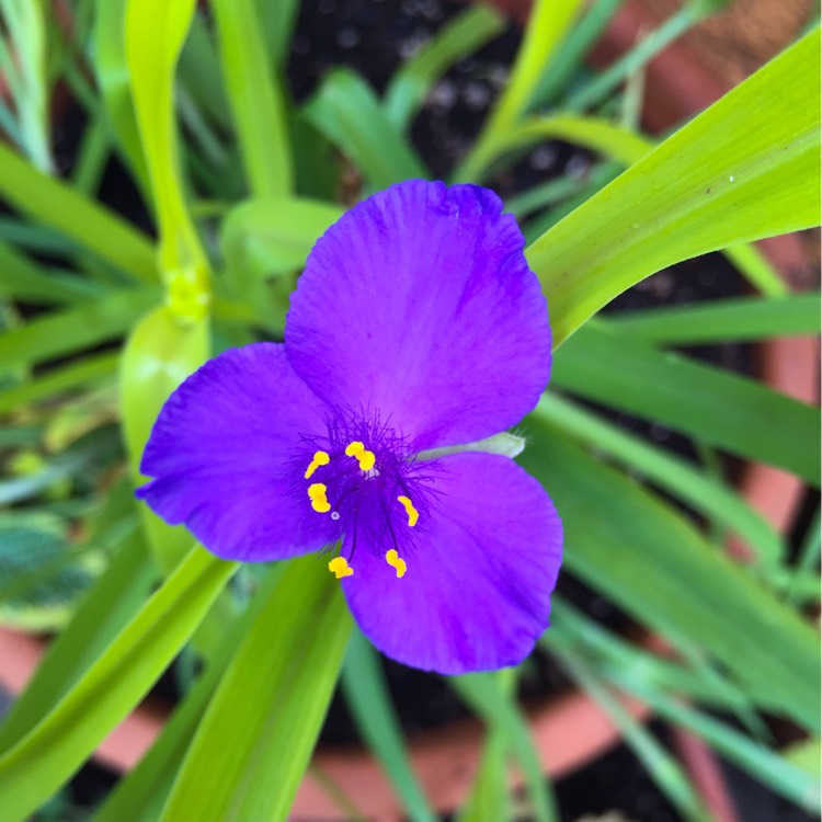 plant image 227970