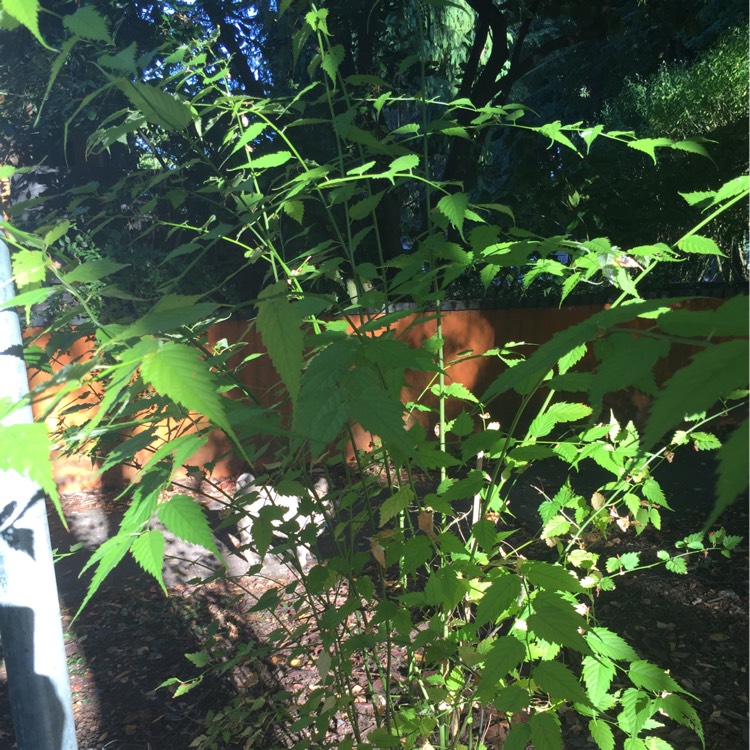 plant image 227977 plant image 227977