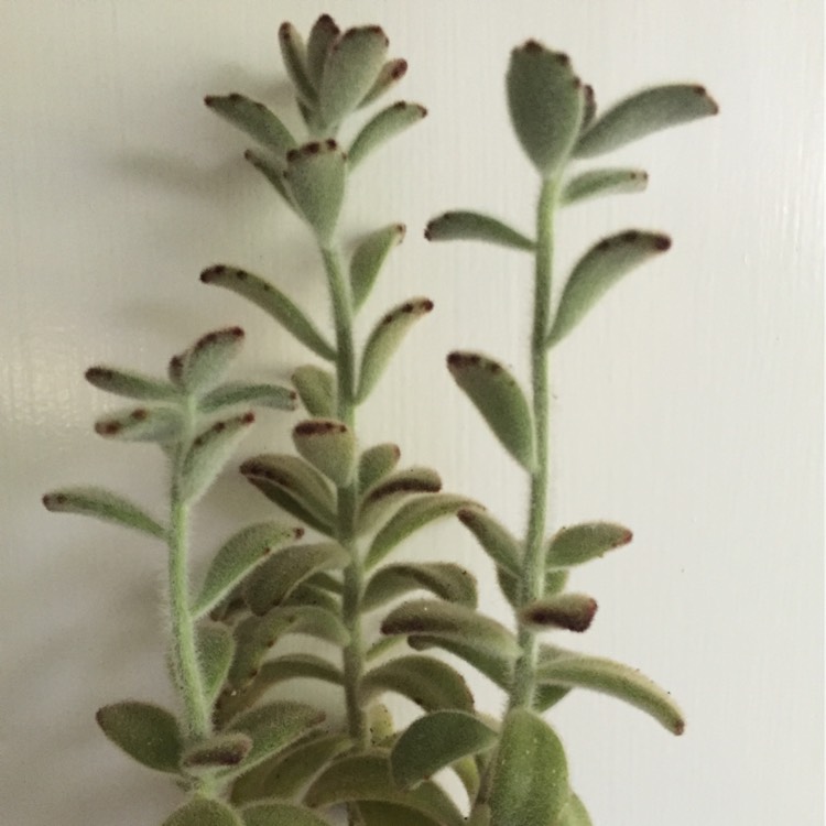 plant image 228100