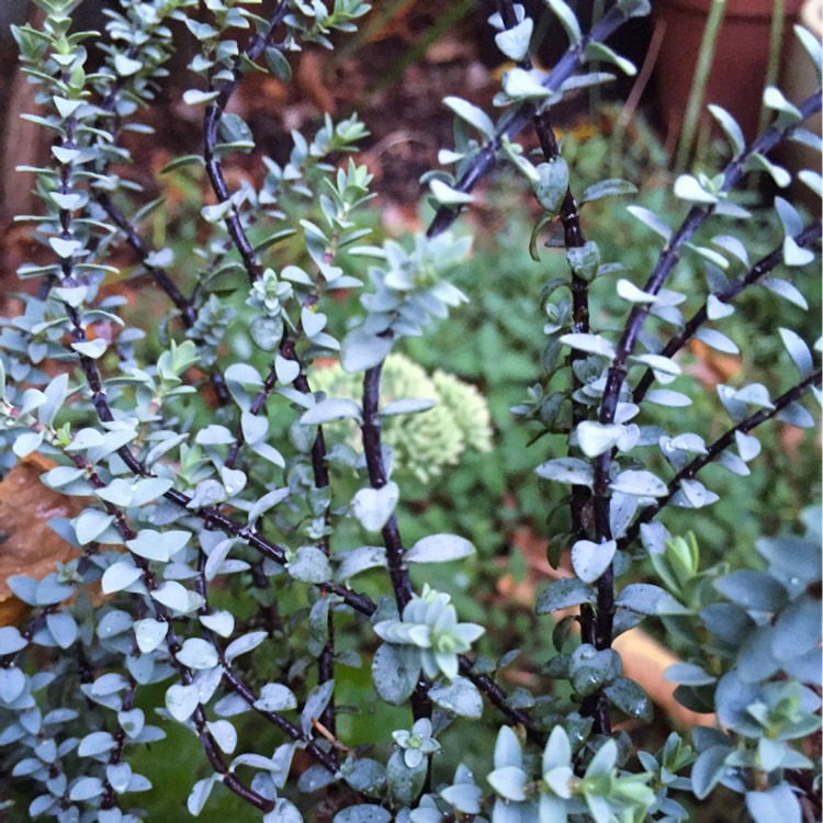 Plant image Hebe pimeloides 'Quicksilver'