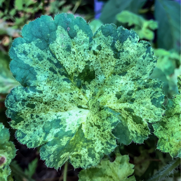 plant image 231432