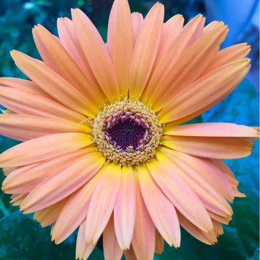 Gerbera