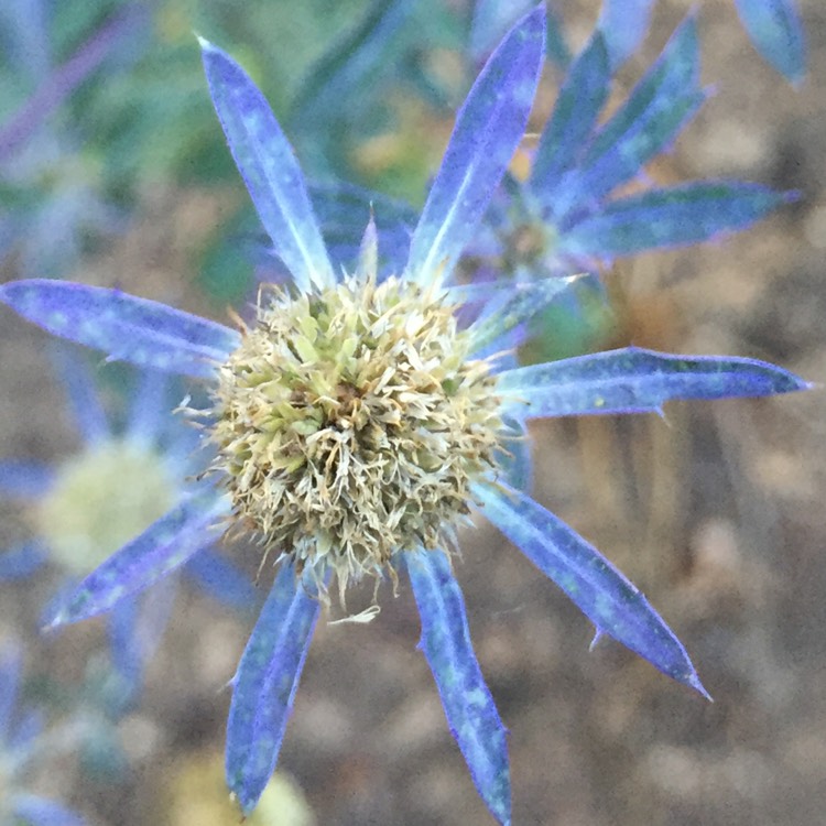 Plant image Eryngium planum 'Blue Glitter'