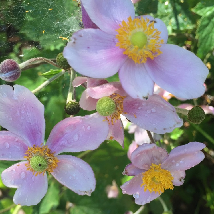 Plant image Anemone hupehensis var. japonica hybrida 'September Charm'