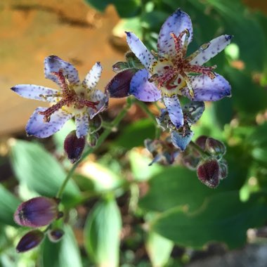 Tricyrtis formosana 'Blue Wonder'