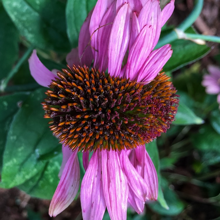 plant image 240074