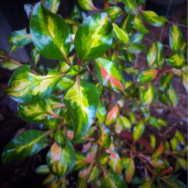 Coprosma repens 'Evening Star'
