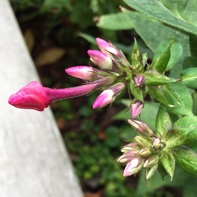 plant image 240109