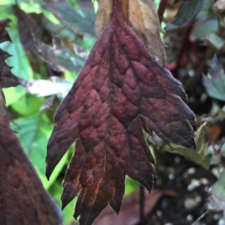 plant image 240125
