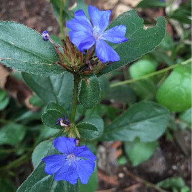 Ceratostigma plumbaginoides syn. plumbago larpentiae