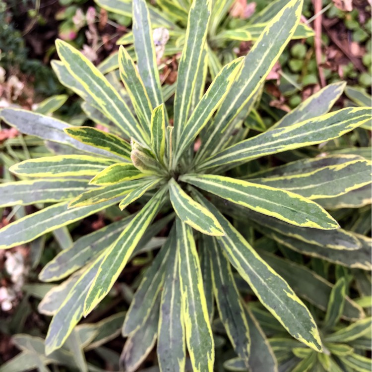 plant image 240803