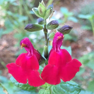 Salvia greggii 'Raspberry Delight'