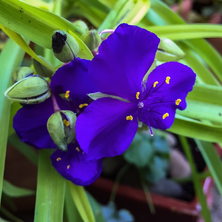 plant image 245440