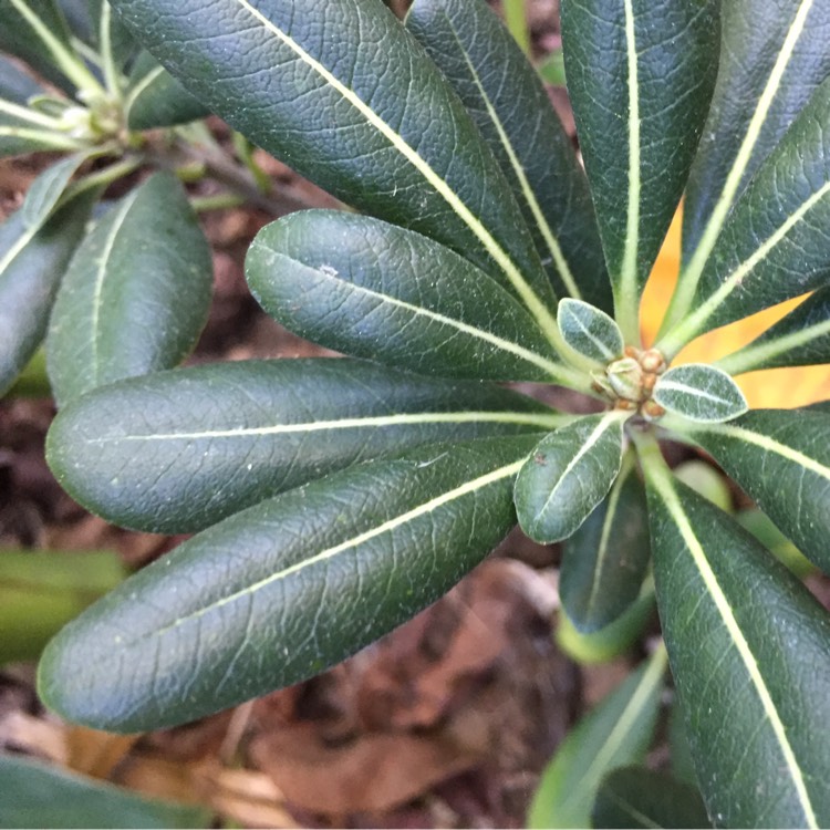 Plant image Pittosporum tobira 'Miss Muffet'