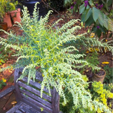 Artemisia 'Oriental Limelight'; syn. Artemisia vulgaris 'Limelight';Artemisia vulgaris 'Oriental Limelight'