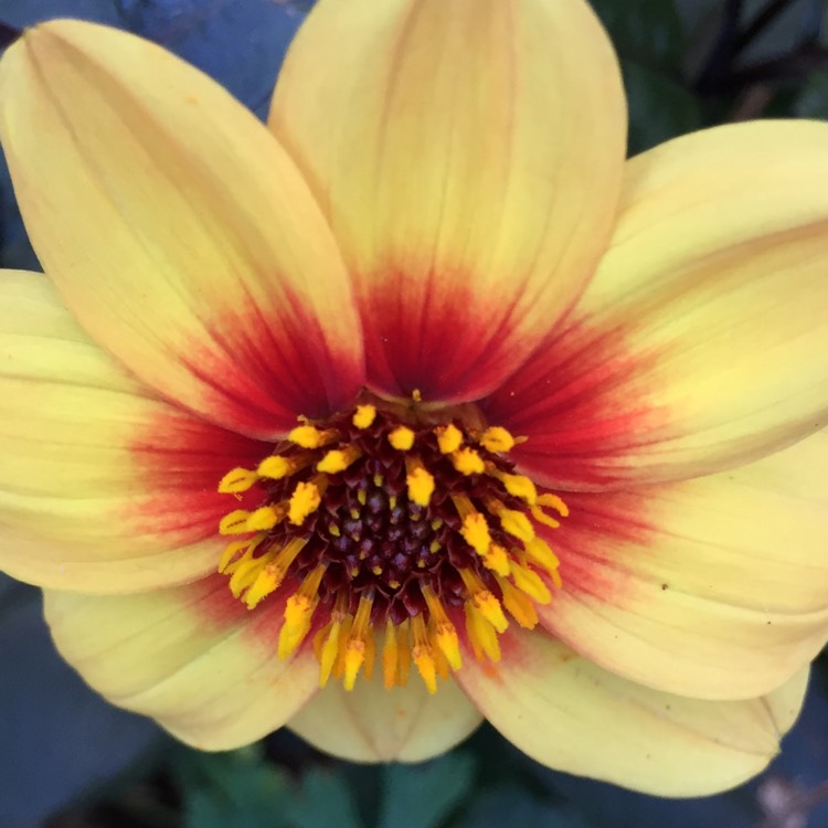 Plant image Dahlia 'Sunshine'