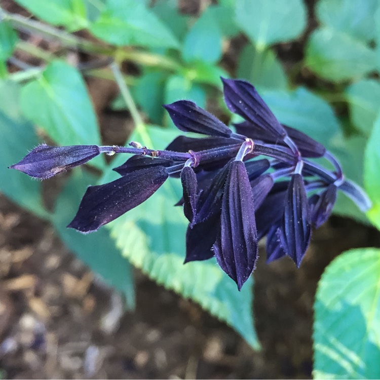 plant image 245946
