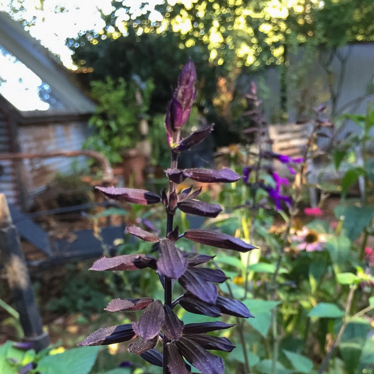 plant image 245957