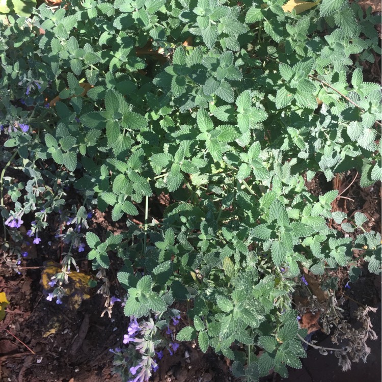Plant image Nepeta x faassenii 'Walkers Low'