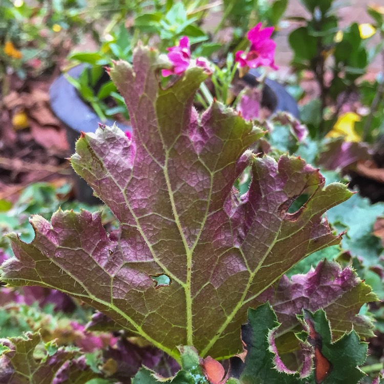 plant image 251754