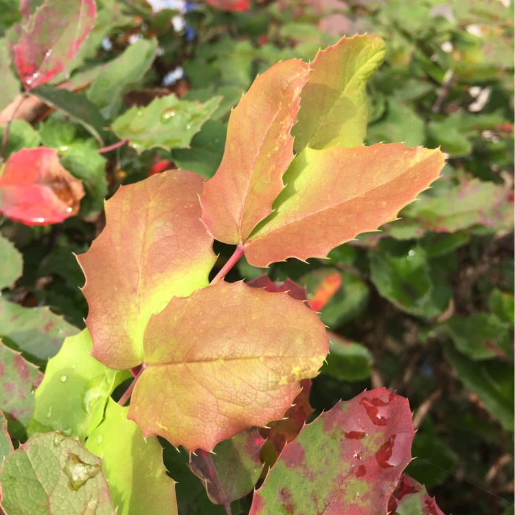 plant image 252402