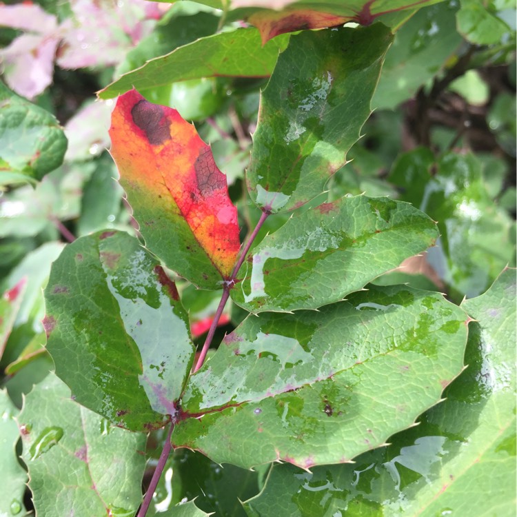 plant image 252408