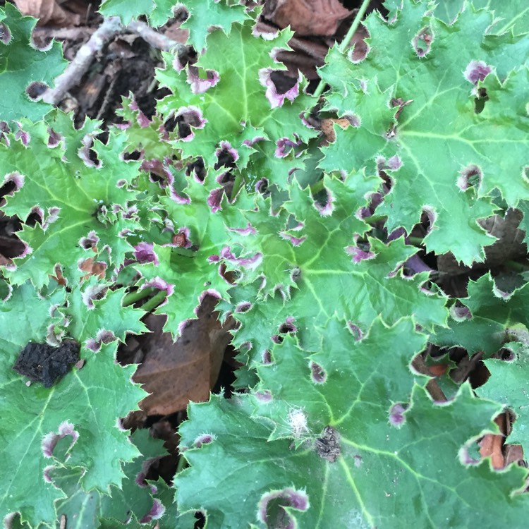 plant image 253030